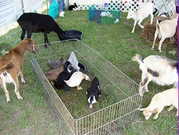 Petting Zoo - Small